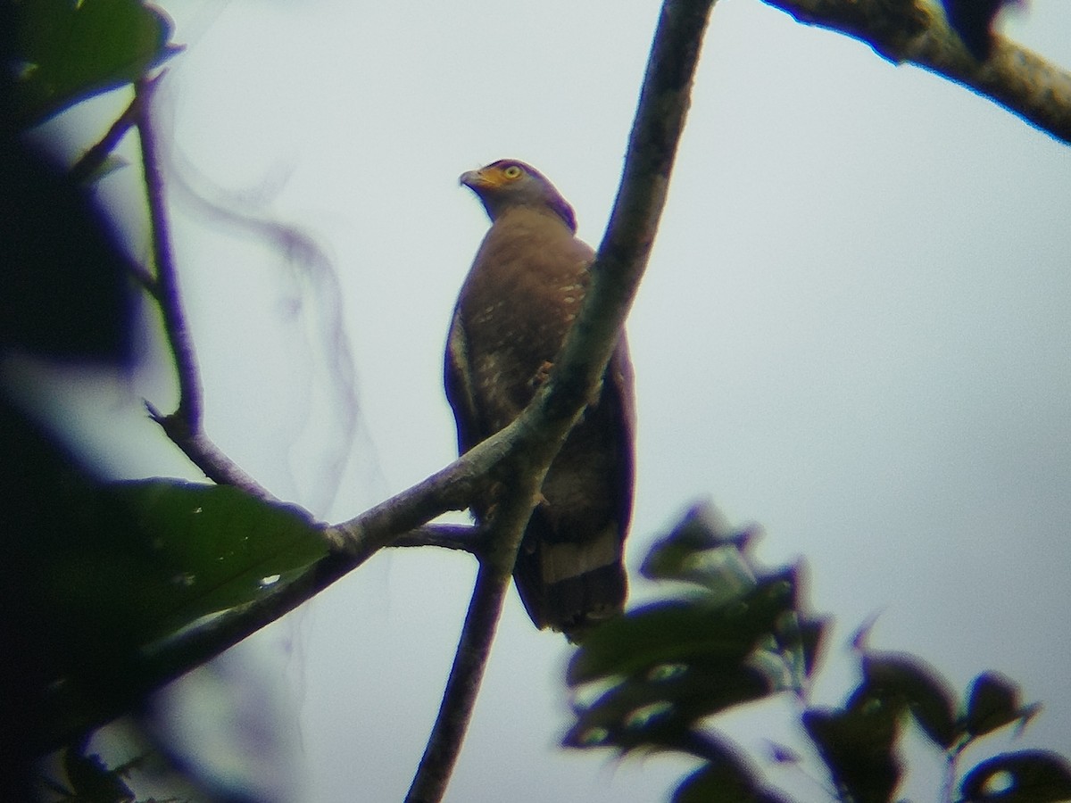 Crested Serpent-Eagle - ML646289046