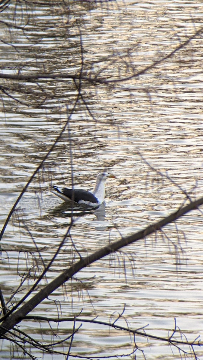 Great Black-backed Gull - ML646289047