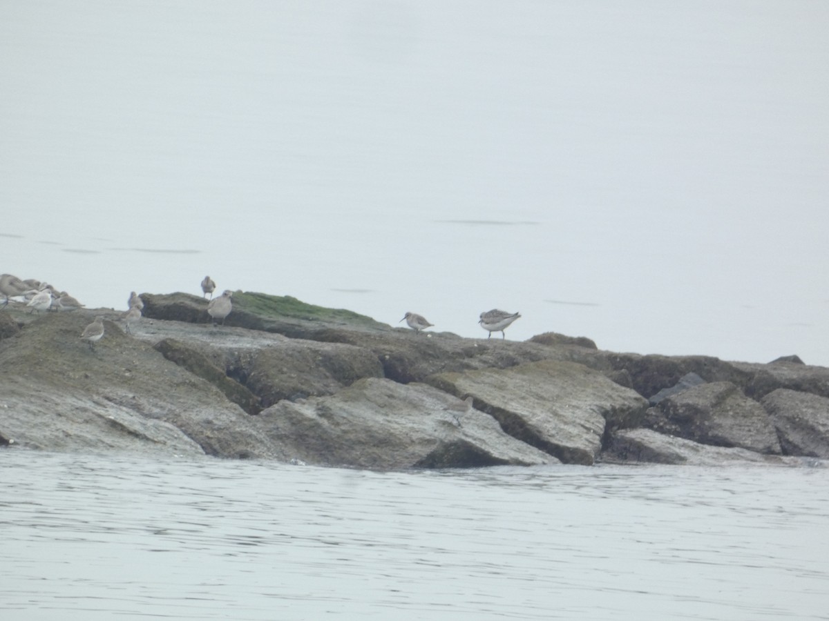 Black-bellied Plover - ML646289048