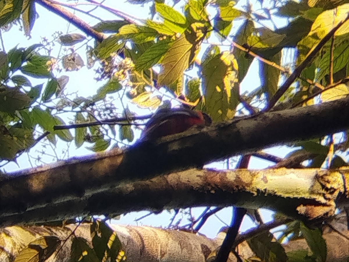 Diard's Trogon - ML646289050