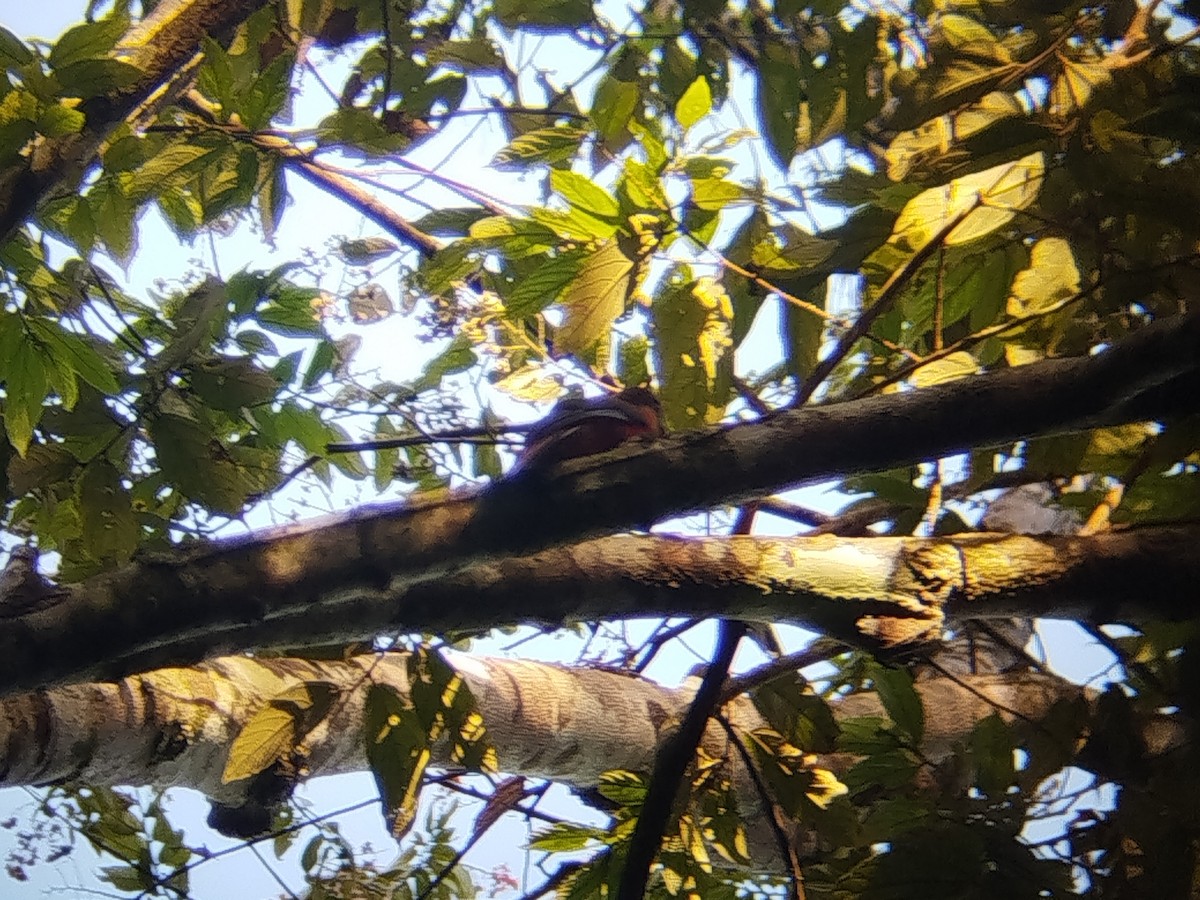 Diard's Trogon - ML646289051