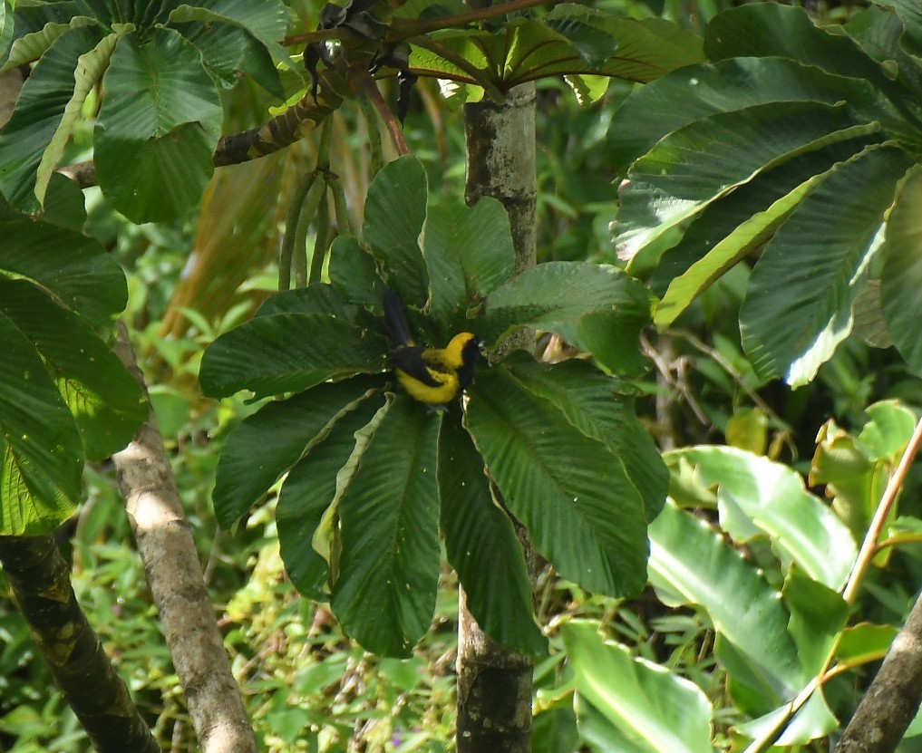Black-cowled Oriole - ML646289052