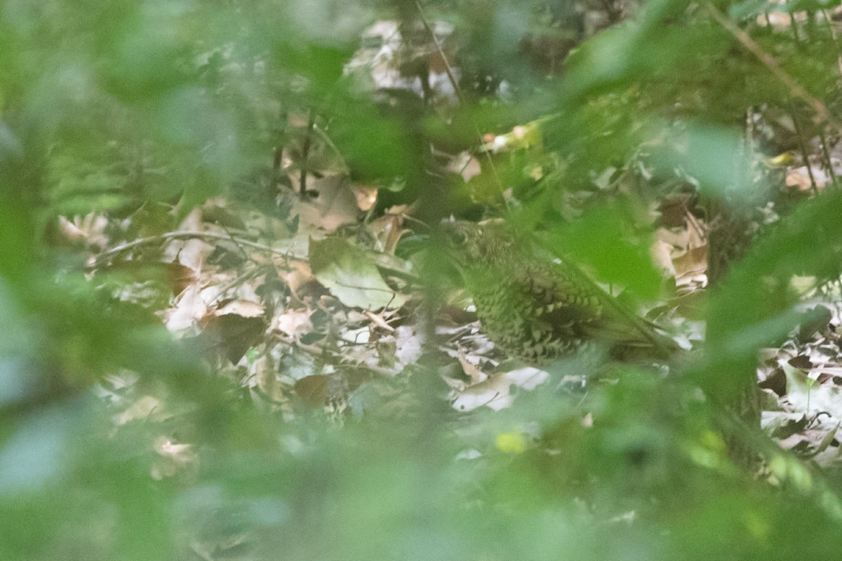 Russet-tailed Thrush - ML646289053