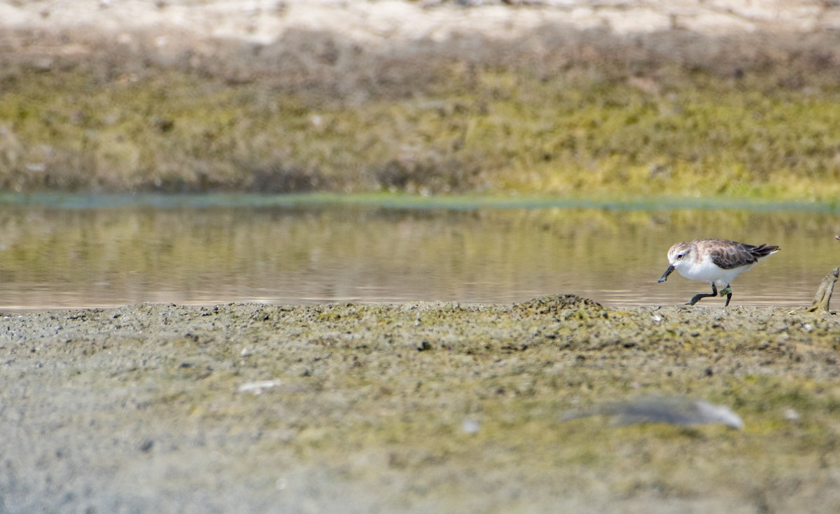 Spoon-billed Sandpiper - ML646289054