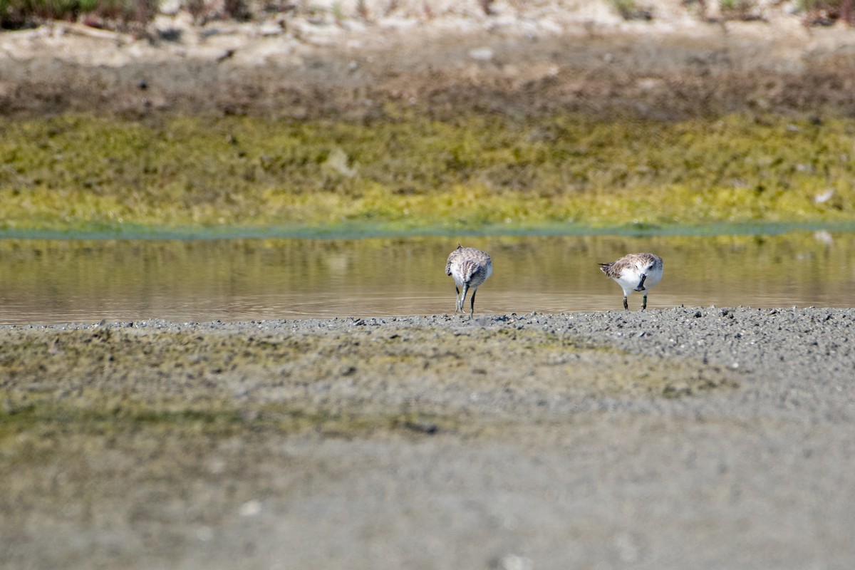 Spoon-billed Sandpiper - ML646289055