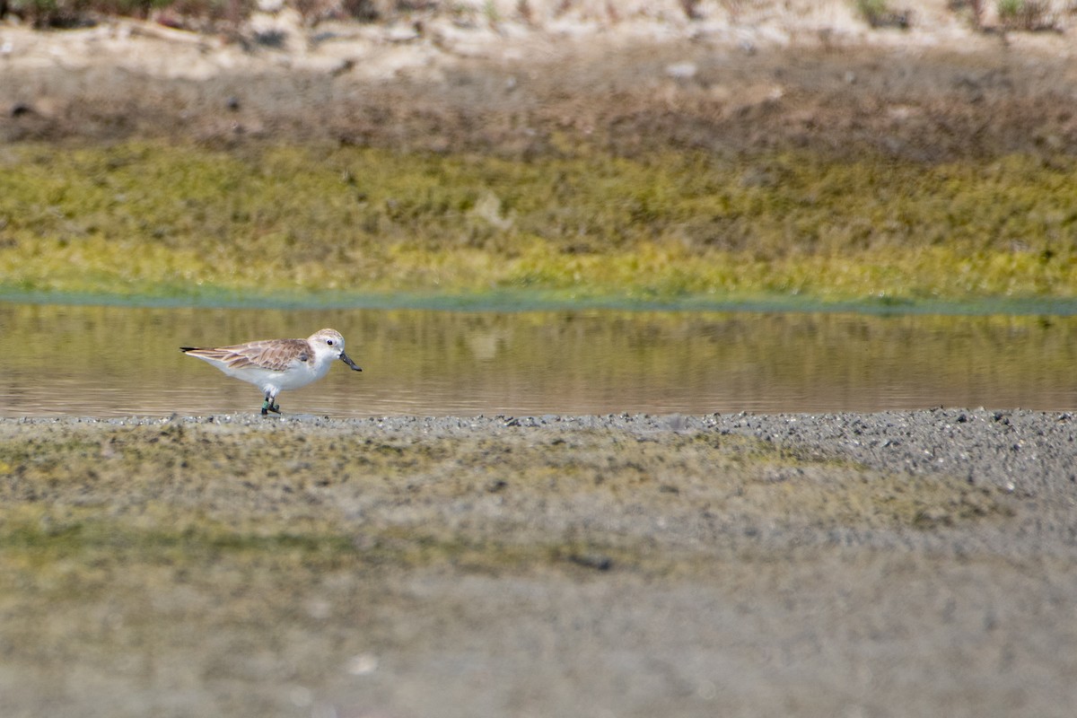Spoon-billed Sandpiper - ML646289056