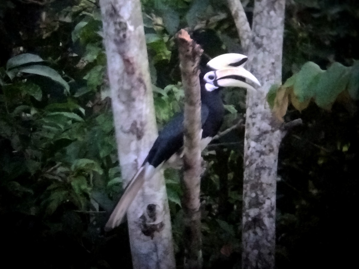Oriental Pied-Hornbill - ML646289057