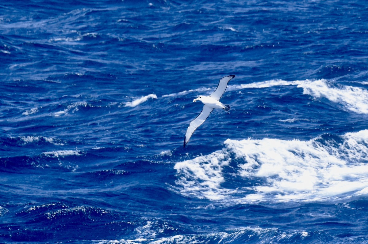 White-capped Albatross - ML646289062