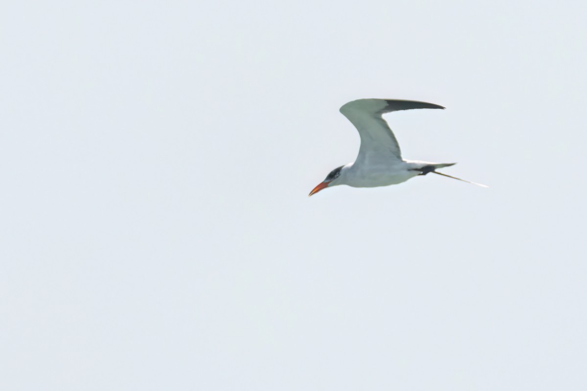 Caspian Tern - ML646289065