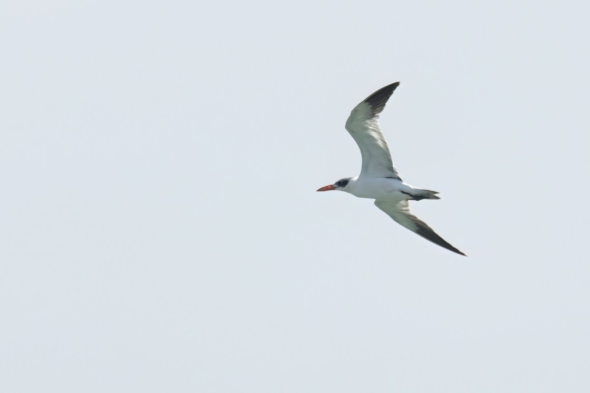 Caspian Tern - ML646289066