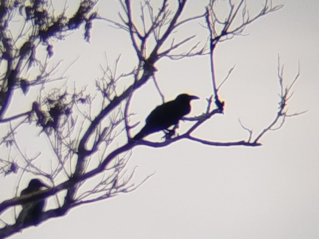 Sunda Crow - ML646289067