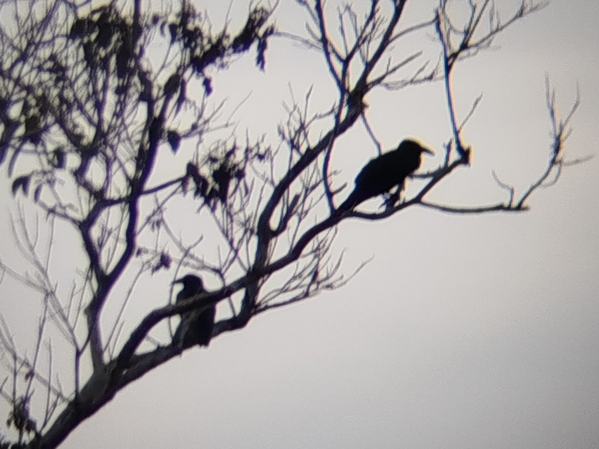 Sunda Crow - ML646289068