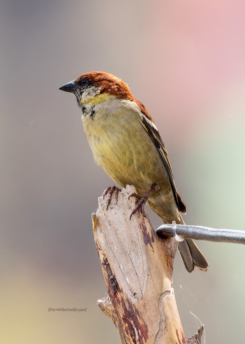 Russet Sparrow - ML646289069