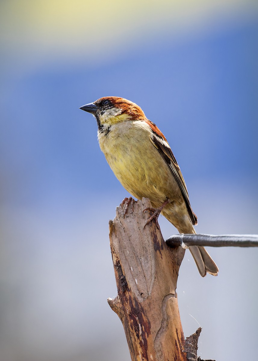 Russet Sparrow - ML646289070