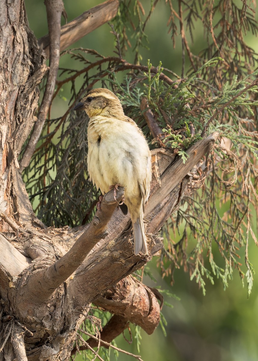 Russet Sparrow - ML646289071