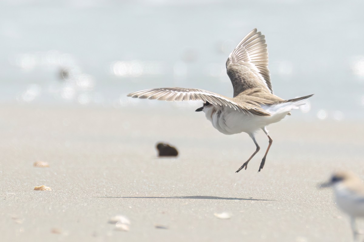 White-fronted Plover - ML646289072