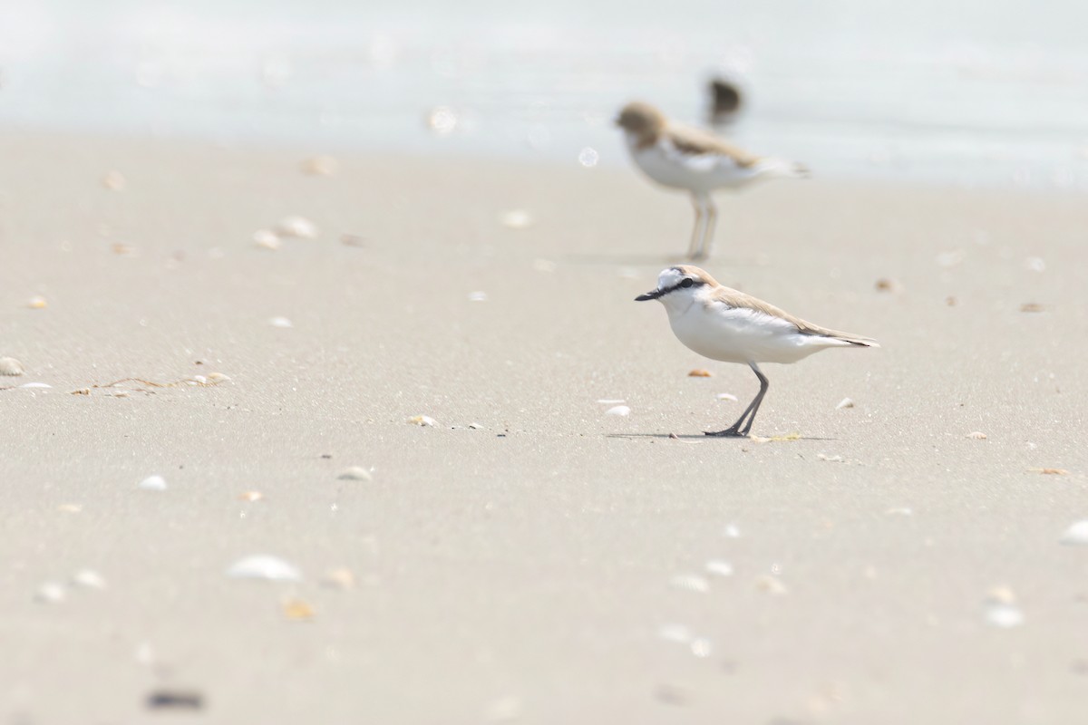 White-fronted Plover - ML646289073