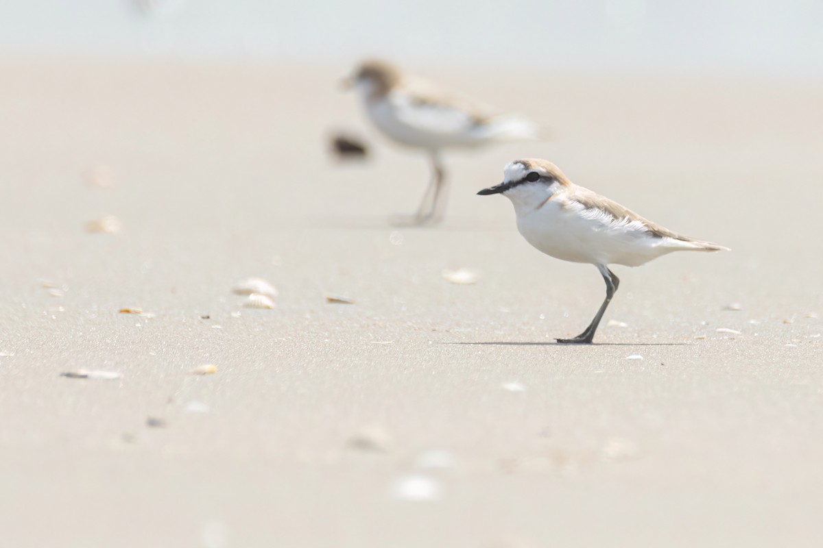 White-fronted Plover - ML646289074