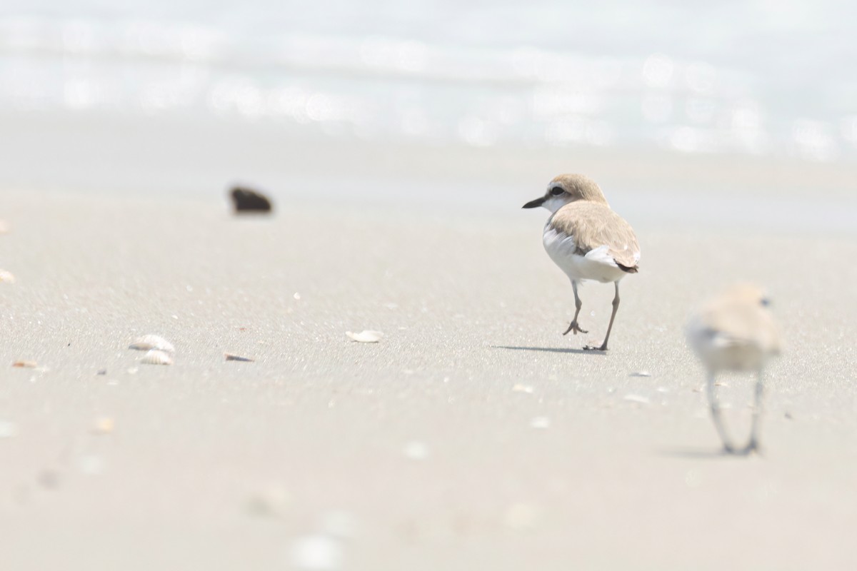 White-fronted Plover - ML646289075