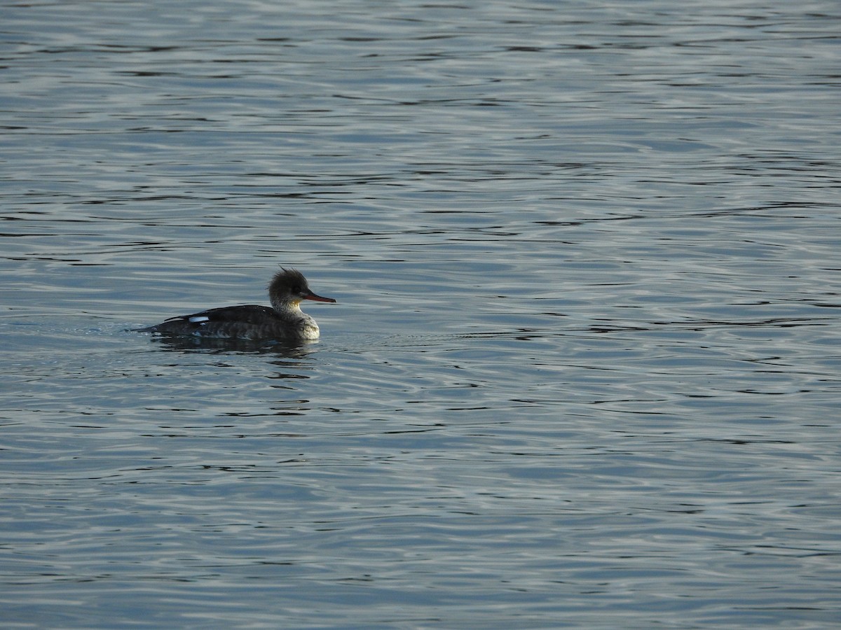 Red-breasted Merganser - ML646289076