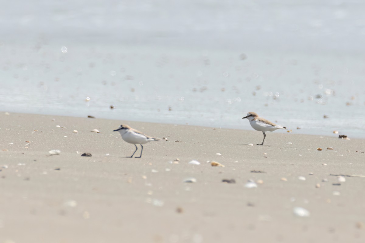 White-fronted Plover - ML646289078