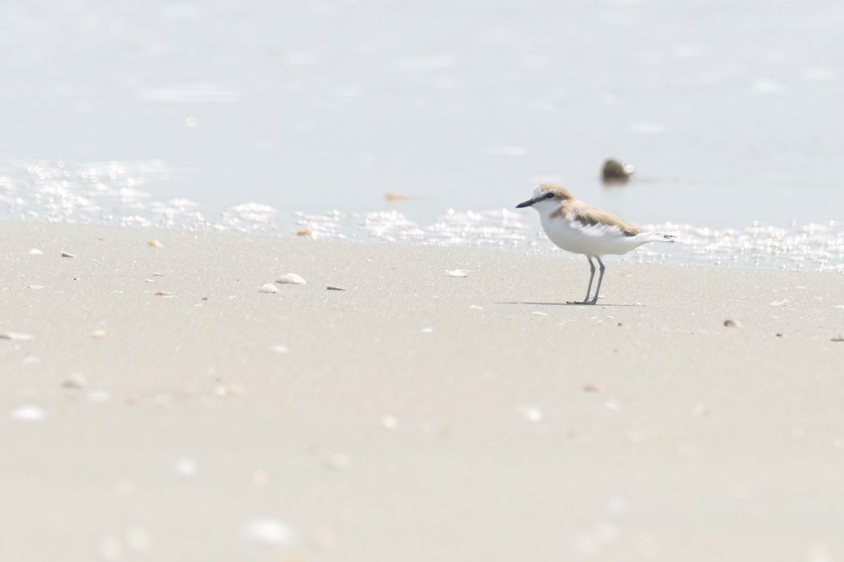 White-fronted Plover - ML646289079