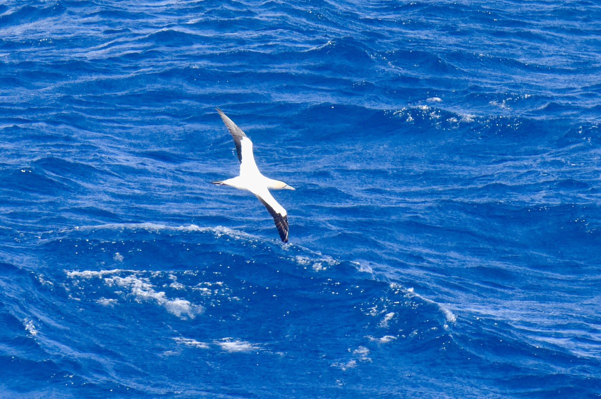 Australasian Gannet - ML646289080