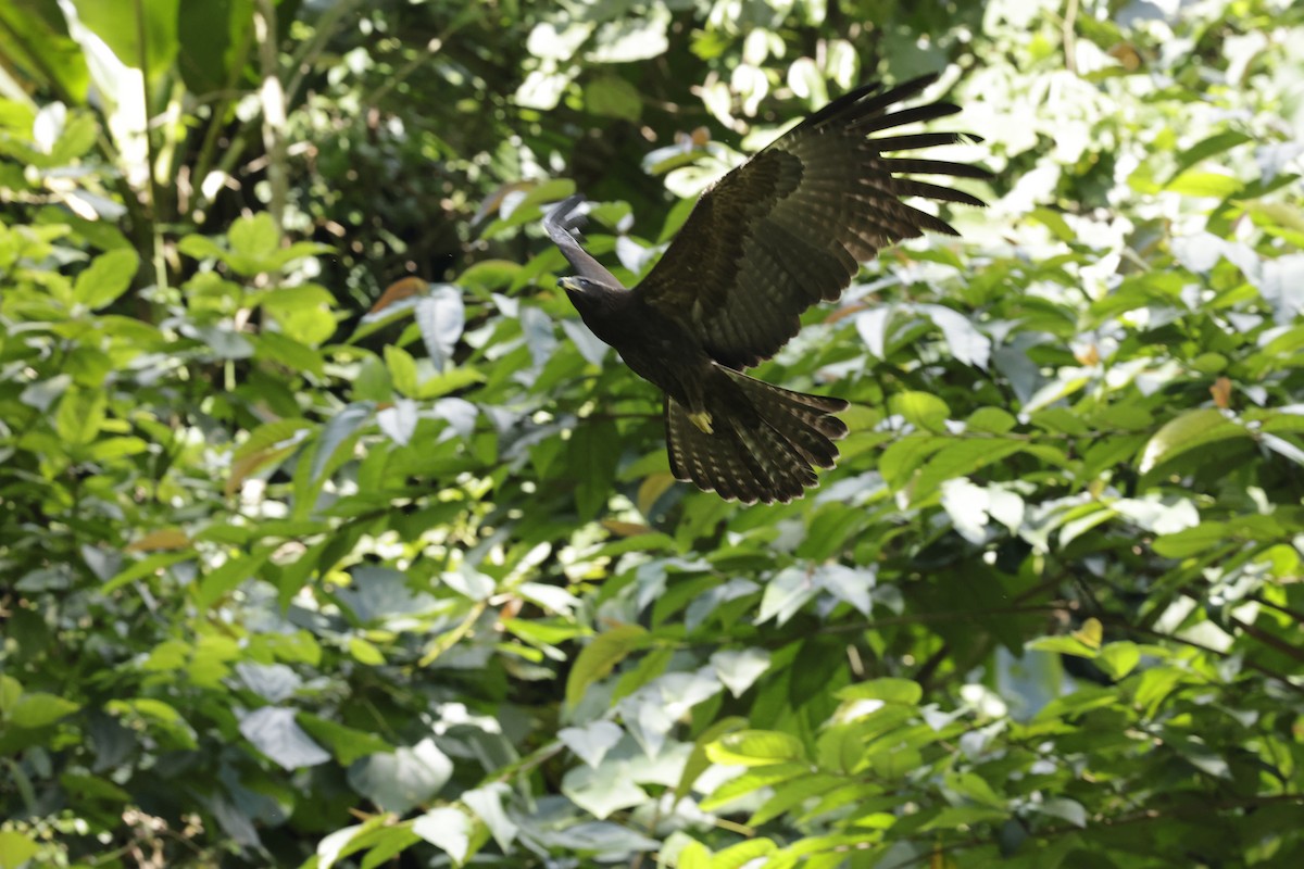 Black Eagle - ML646289081