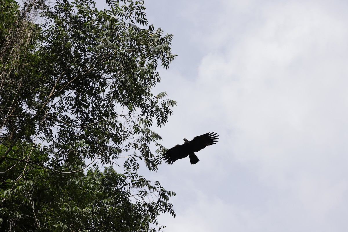 Black Eagle - ML646289082