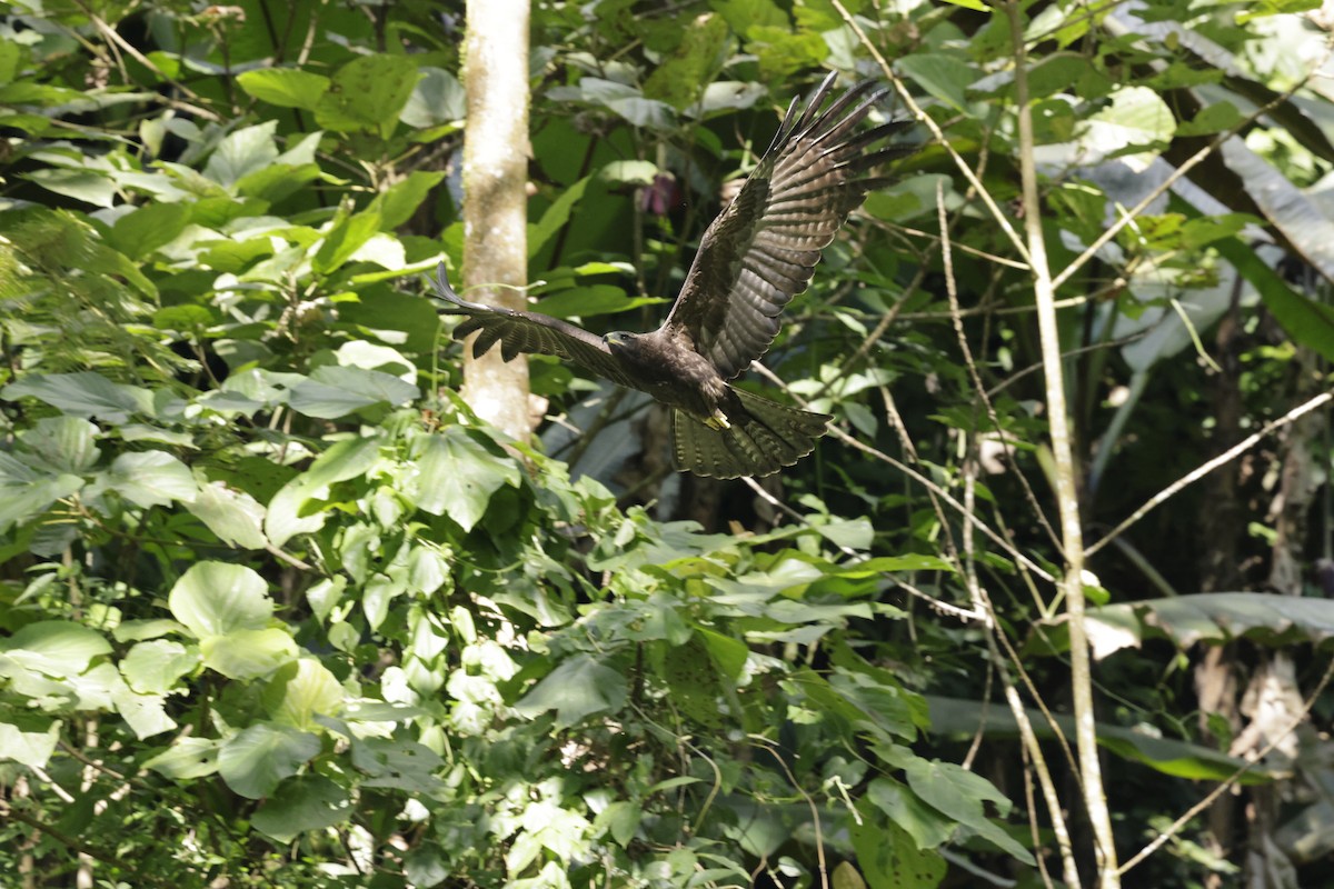 Black Eagle - ML646289083