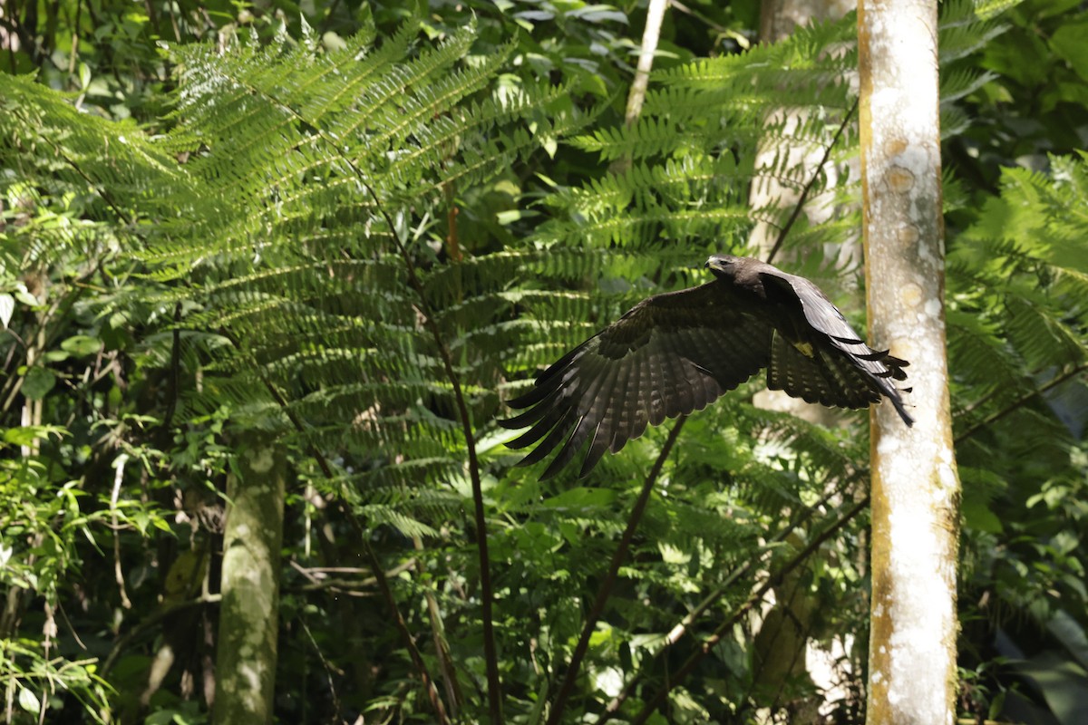 Black Eagle - ML646289084