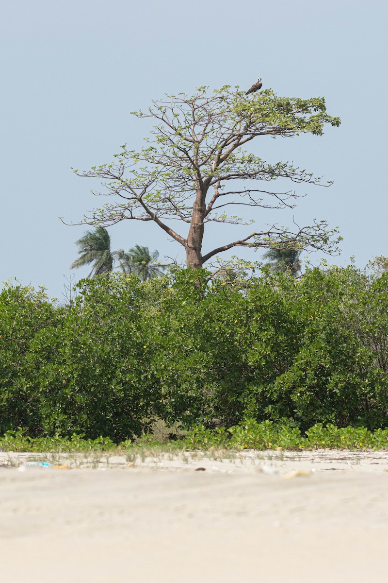 Загасч явлаг - ML646289094