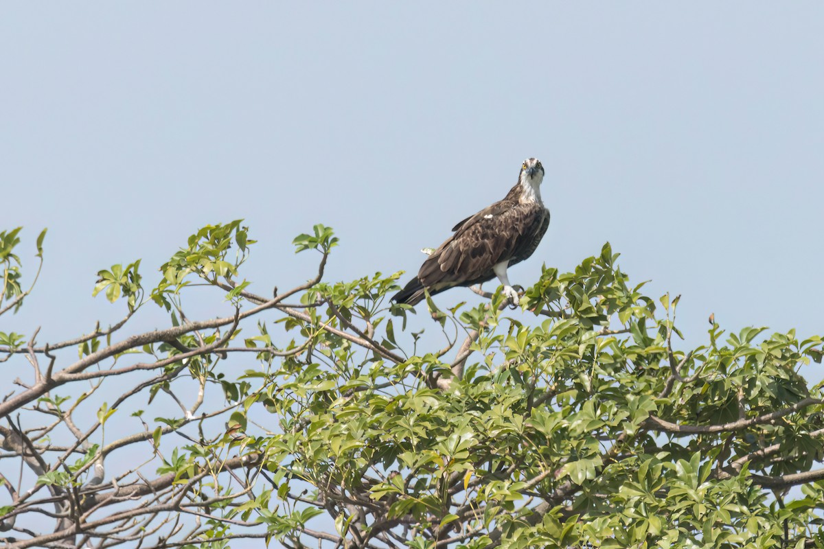 Загасч явлаг - ML646289096