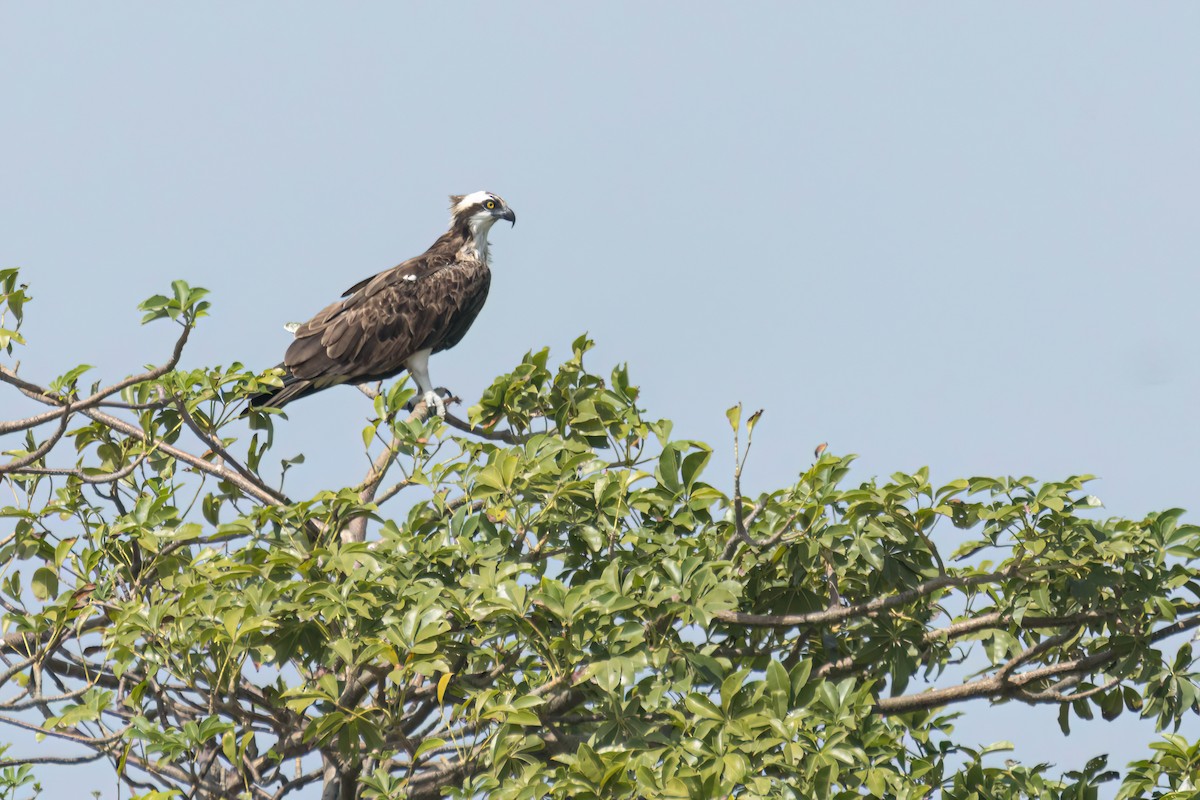 Загасч явлаг - ML646289097
