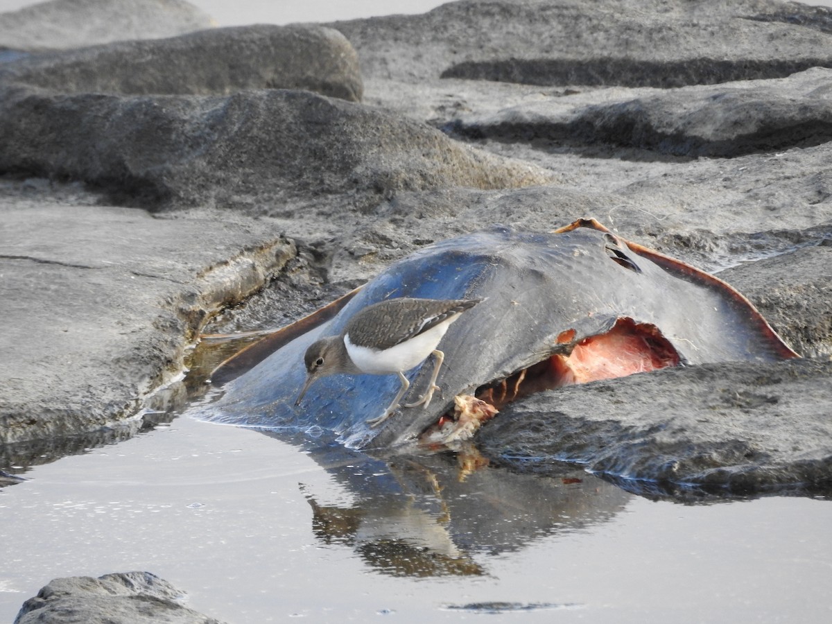 Common Sandpiper - ML646289100