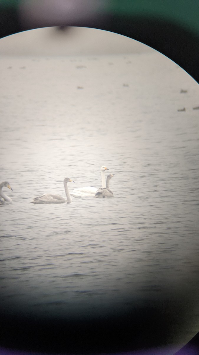 labuť zpěvná - ML646289101