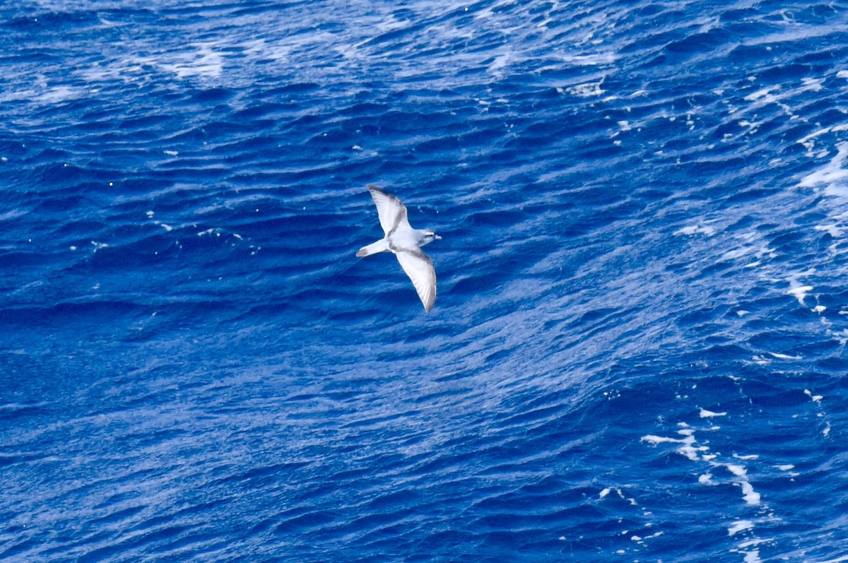 Fairy Prion - ML646289106