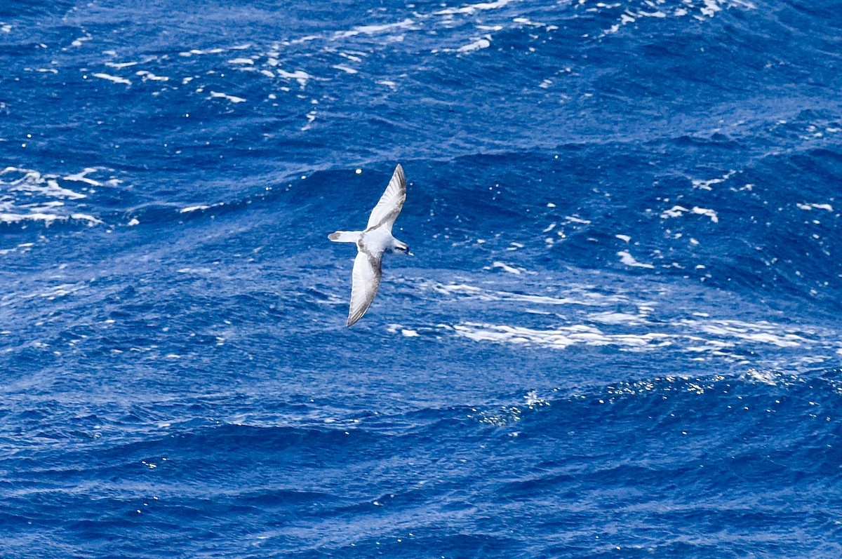 Fairy Prion - ML646289107