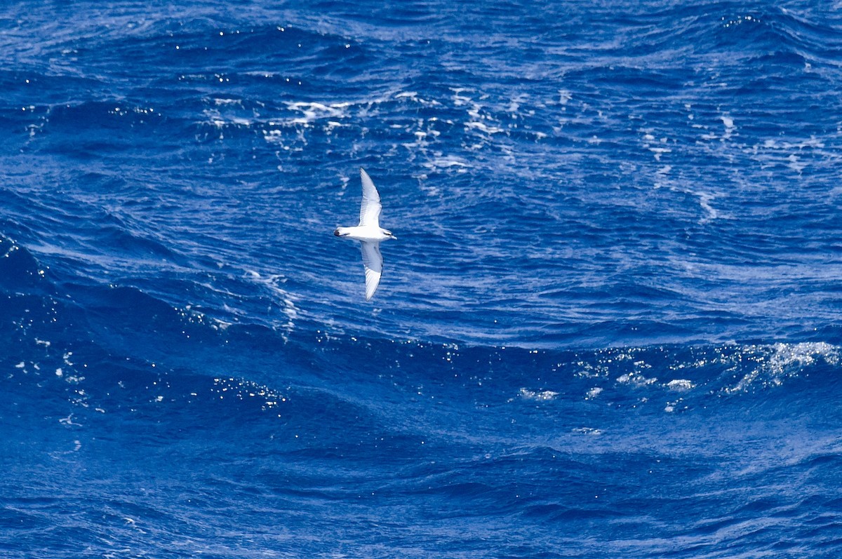 Fairy Prion - ML646289108