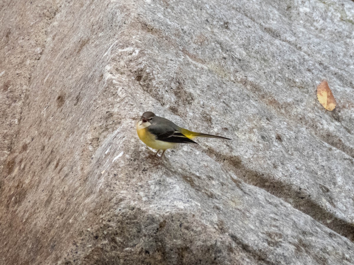 Gray Wagtail - ML646289110