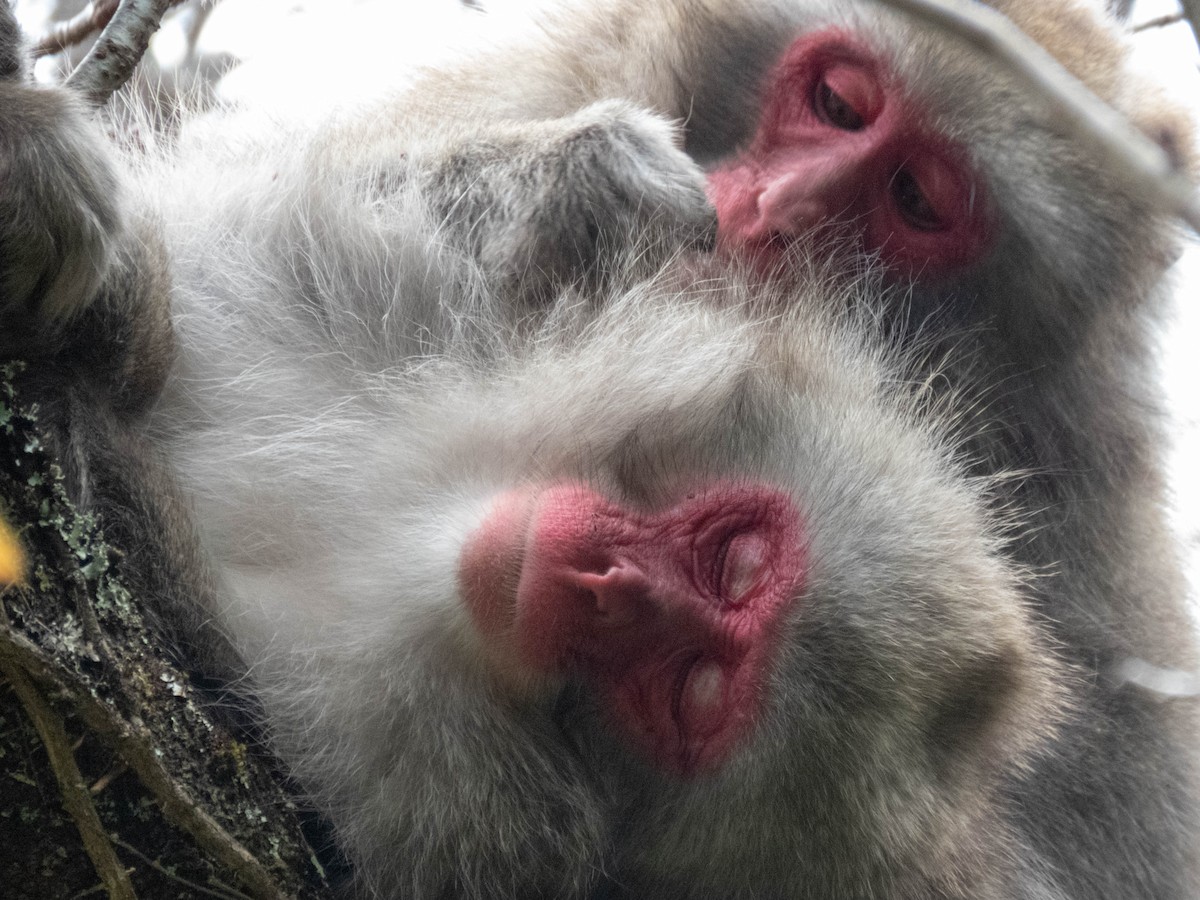 Hondo Macaque - ML646289112