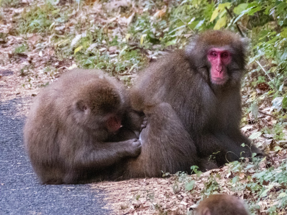 Hondo Macaque - ML646289113
