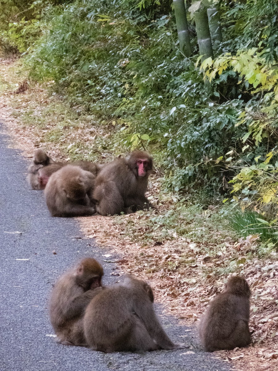 Hondo Macaque - ML646289119