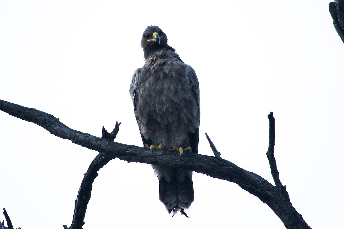 Steppe Eagle - ML646289120