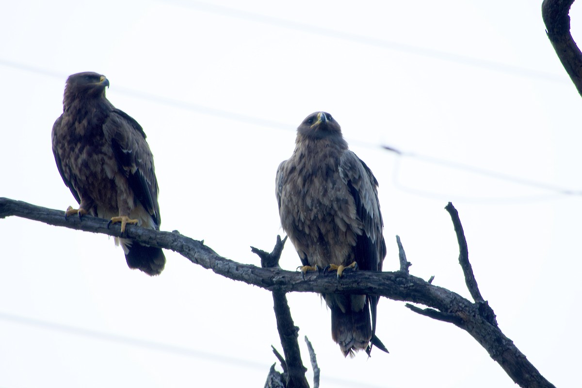 Steppe Eagle - ML646289121