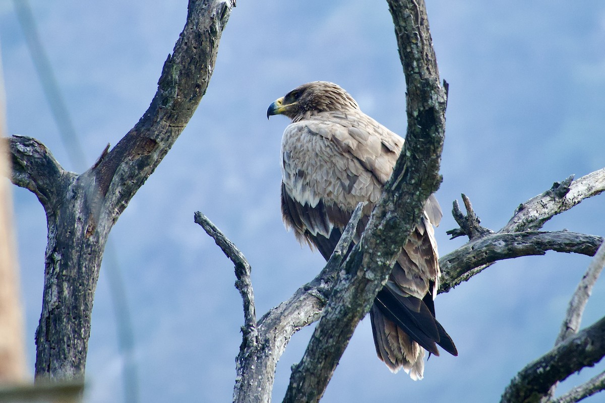 Steppe Eagle - ML646289122