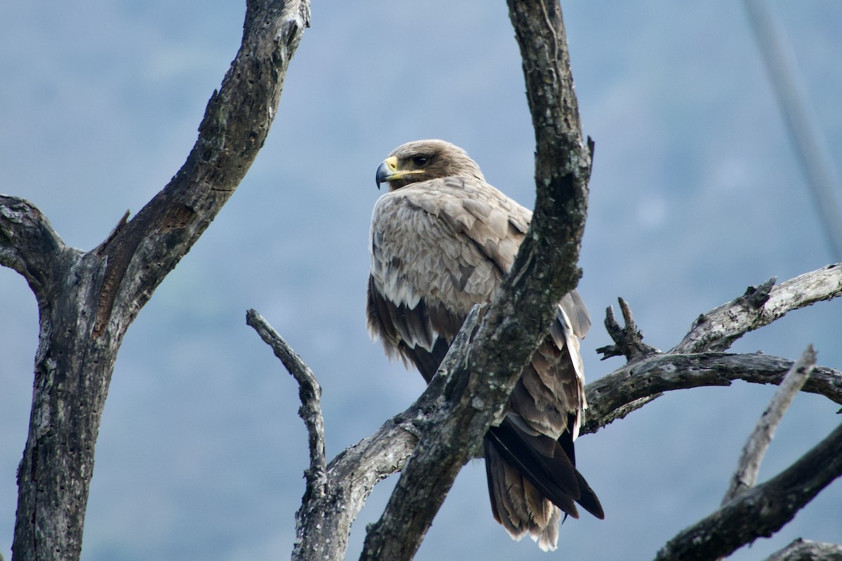 Steppe Eagle - ML646289123