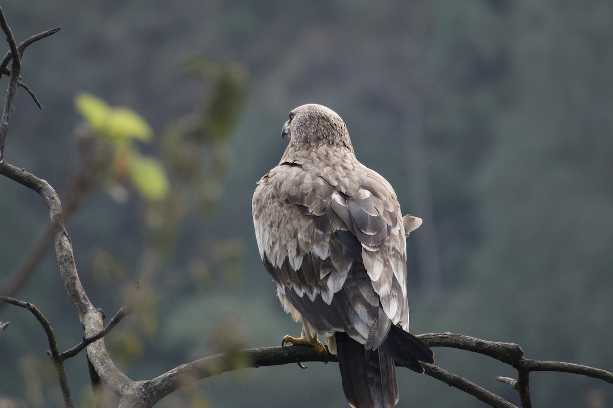 Steppe Eagle - ML646289124