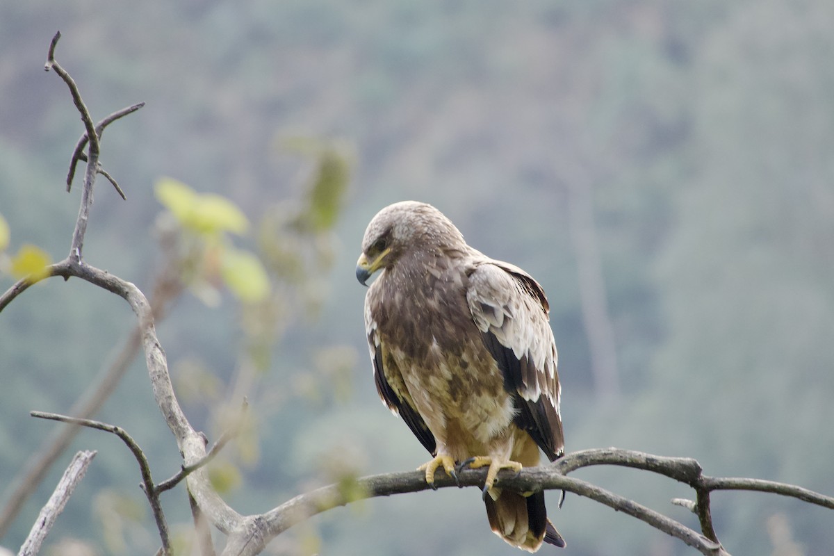 Steppe Eagle - ML646289125