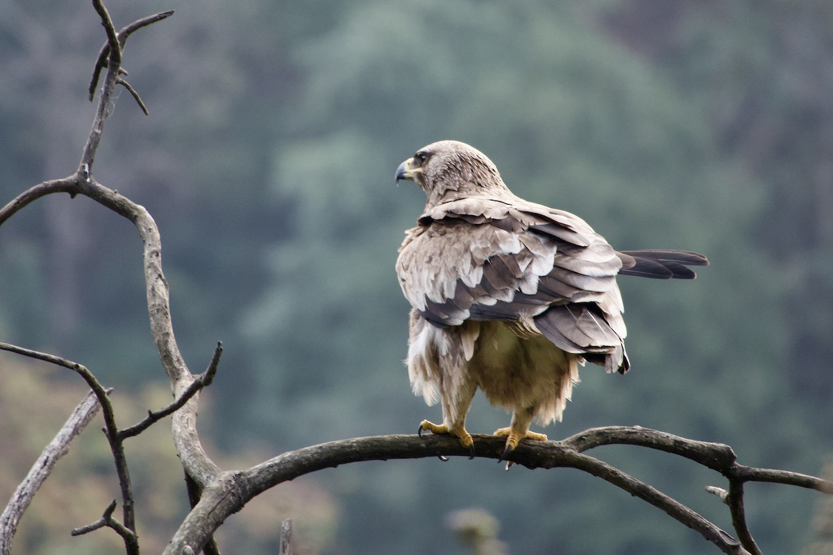 Steppe Eagle - ML646289126